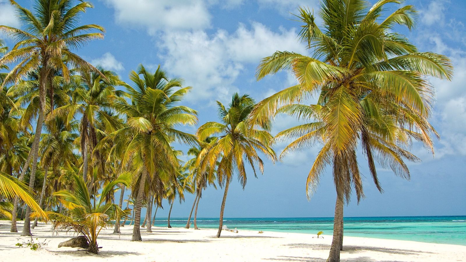 Palmenstrand op Isla Saona bij Punta Cana