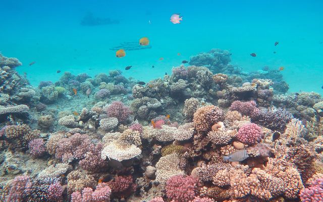 Beste snorkelstranden